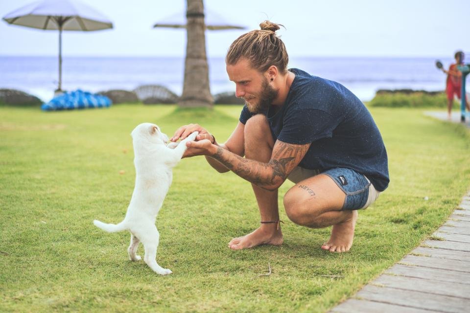 Cachorro jugando