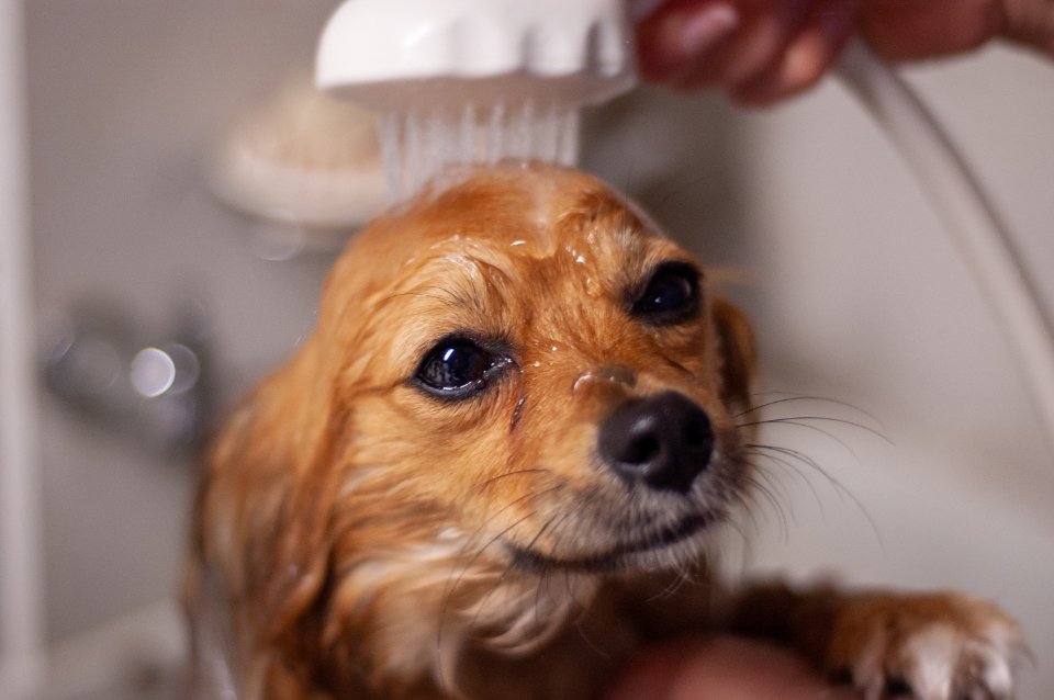 Peluquería canina